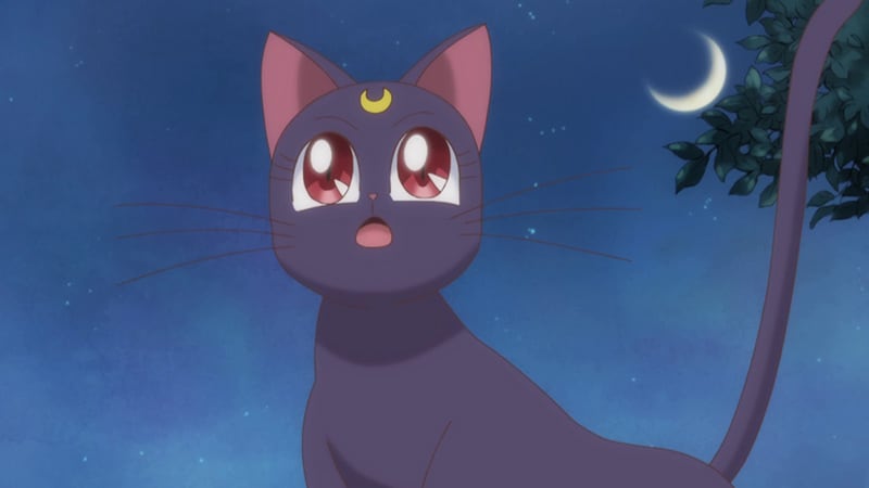 Sailor Moon Favorite Characters Luna
